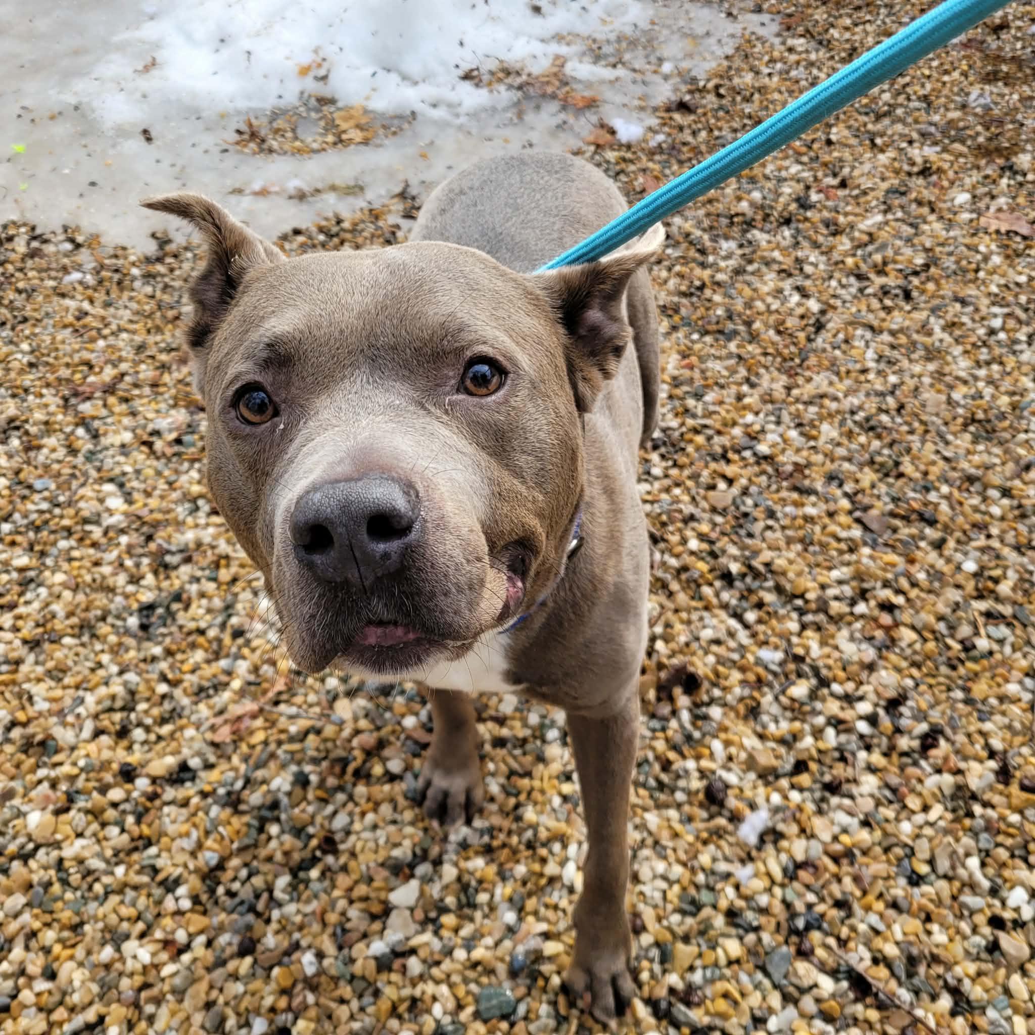 Enlarge Bluey, a Adoptable mixed breed in Middlebury, CT image 4/4