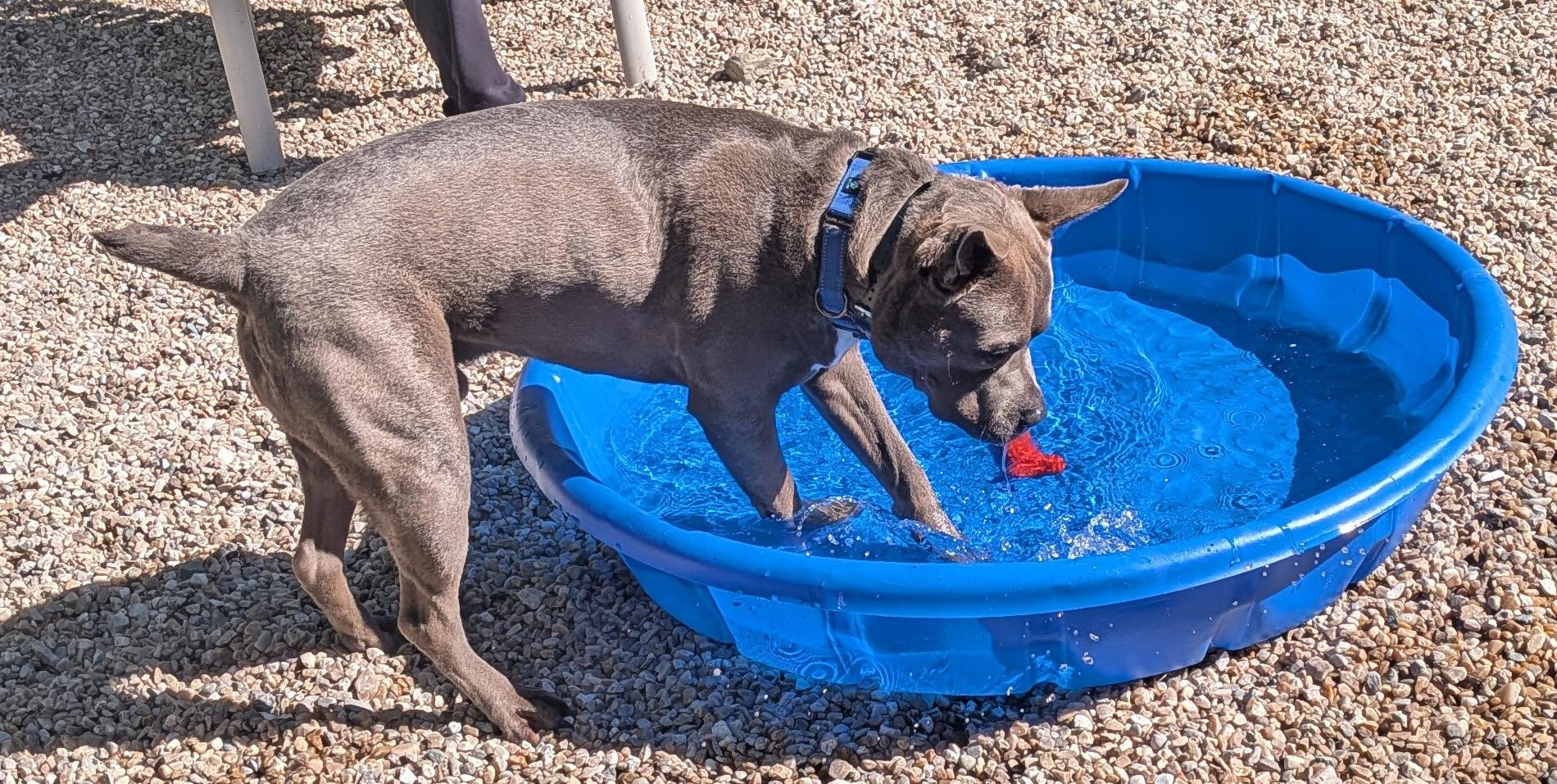 Enlarge Bluey, a Adoptable mixed breed in Middlebury, CT image 4/4