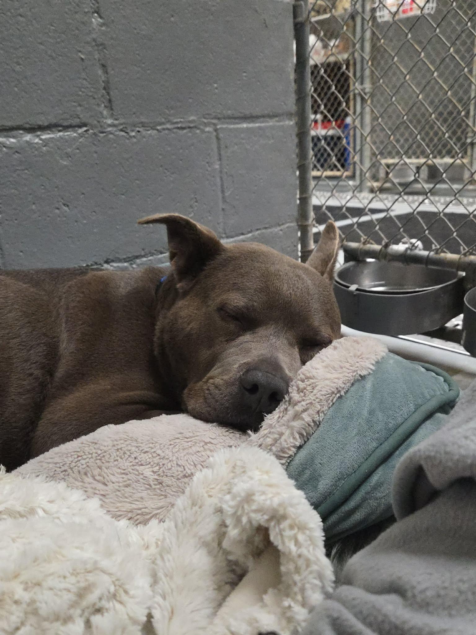 Enlarge Bluey, a Adoptable mixed breed in Middlebury, CT image 3/4