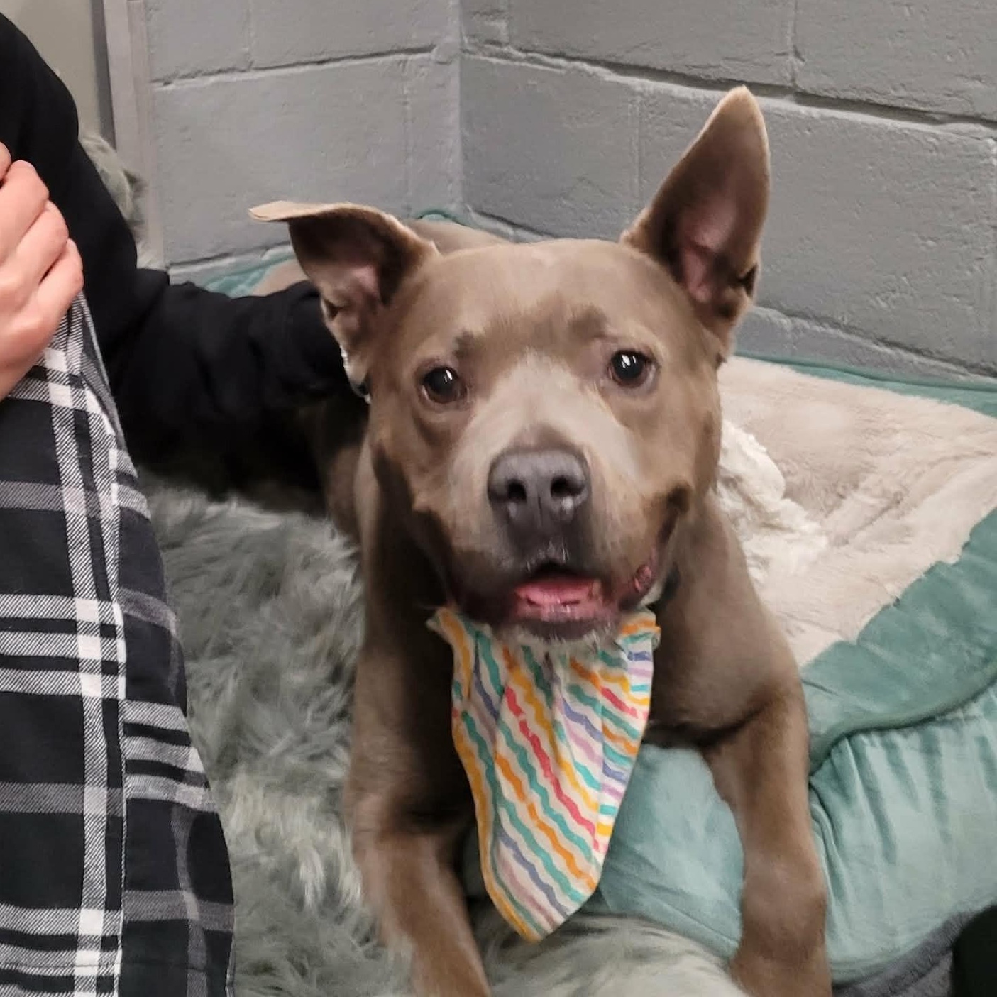 Enlarge Bluey, a Adoptable mixed breed in Middlebury, CT image 2/4