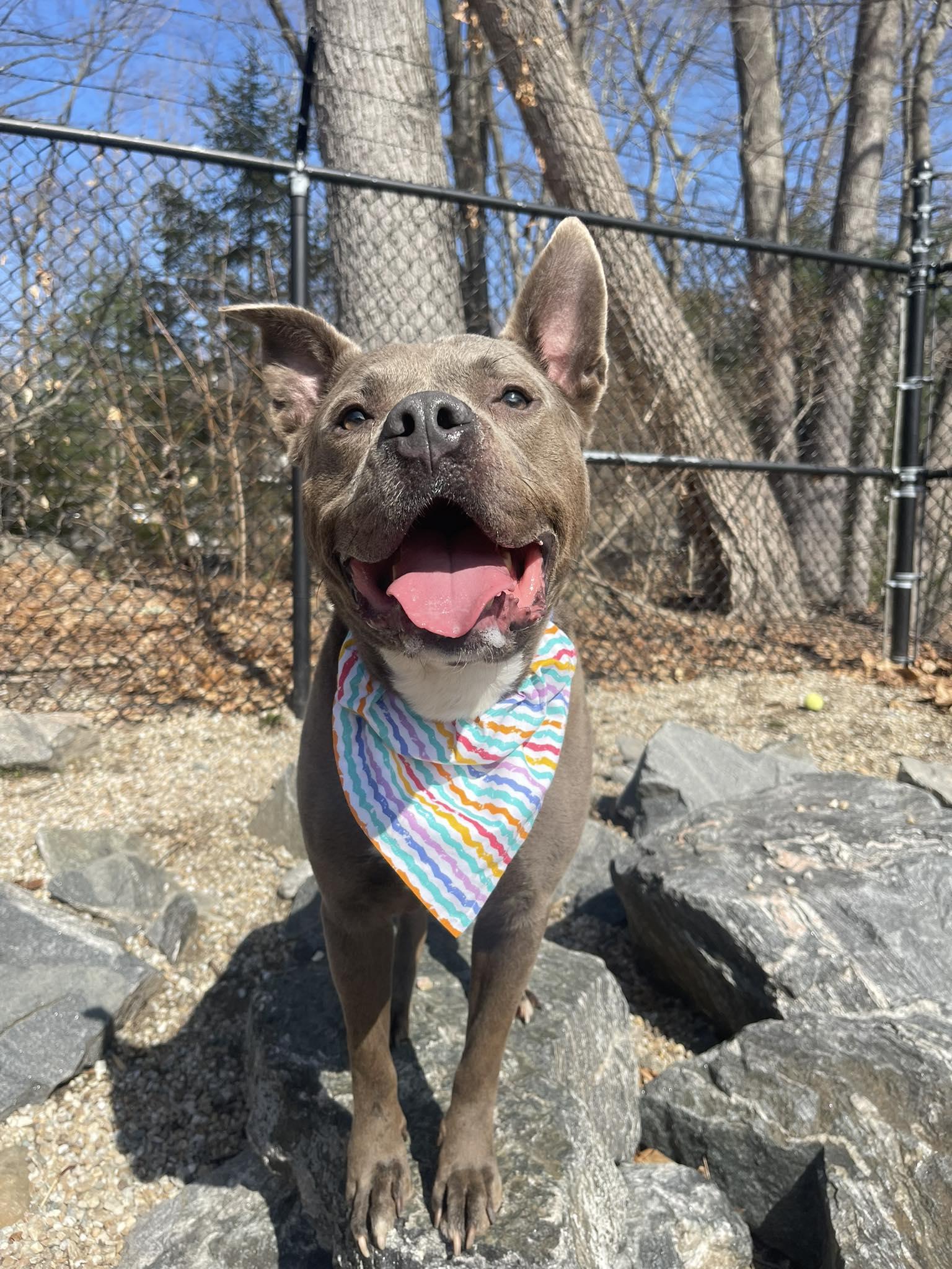Bluey, Adoptable, Adult Male Pit Bull Terrier.