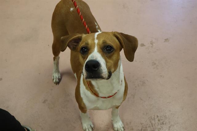 Enlarge KIVA, a Adoptable Mixed Breed in Columbia, SC image 1/1