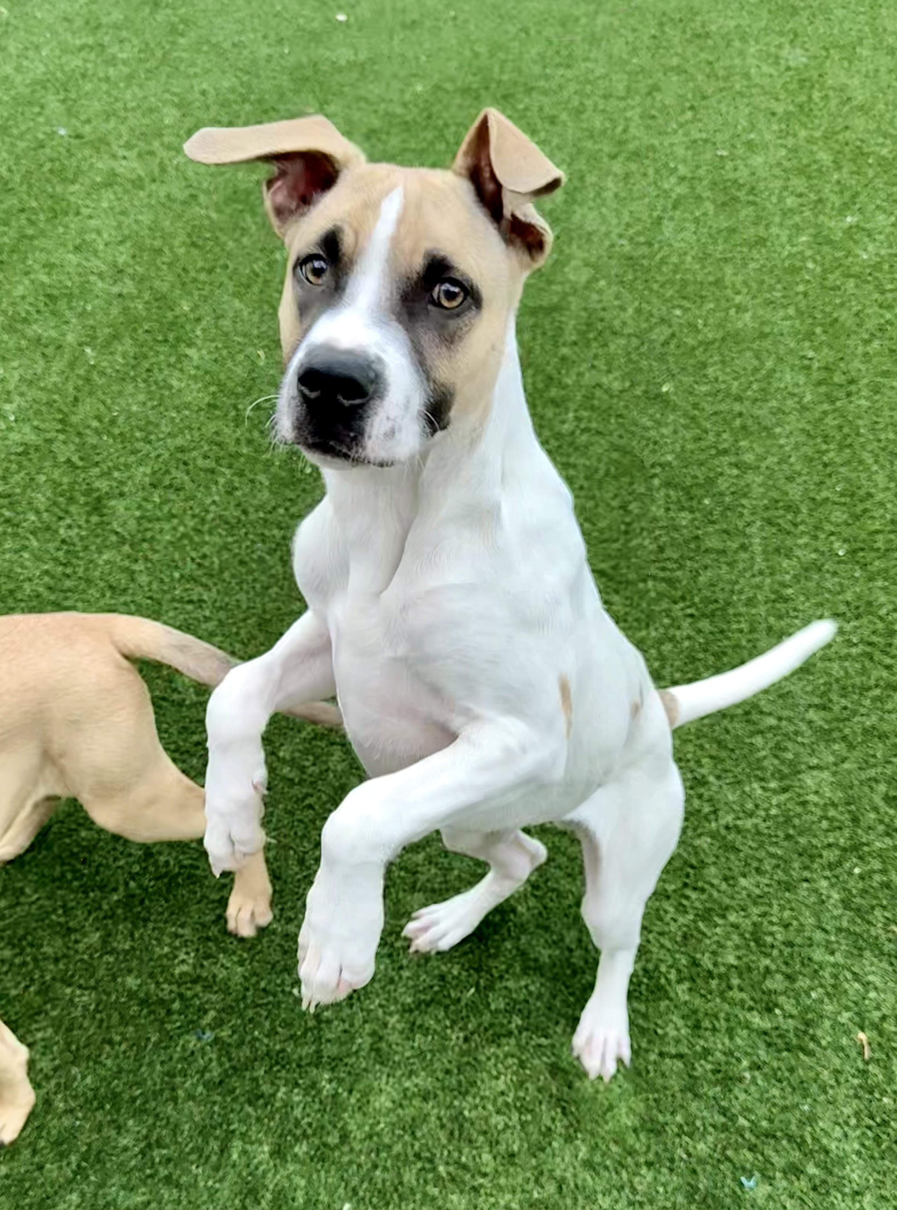 Wyatt — thumbnail 6