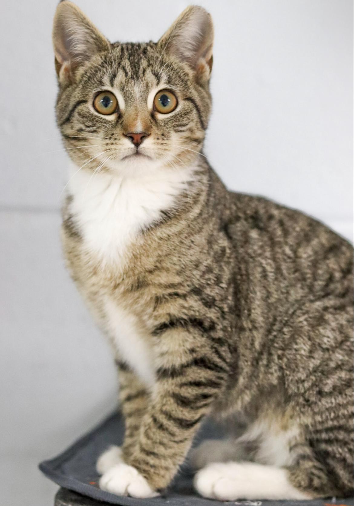 Enlarge Sugar Plum, a Adoptable Domestic Short Hair in Sanford, NC image 1/3