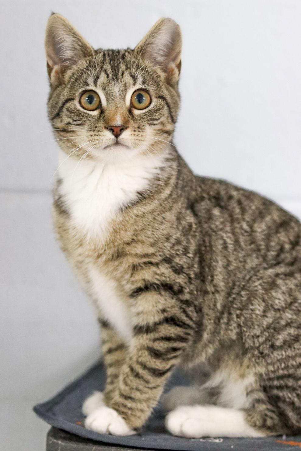 Enlarge Sugar Plum, a Adoptable Domestic Short Hair in Sanford, NC image 2/3