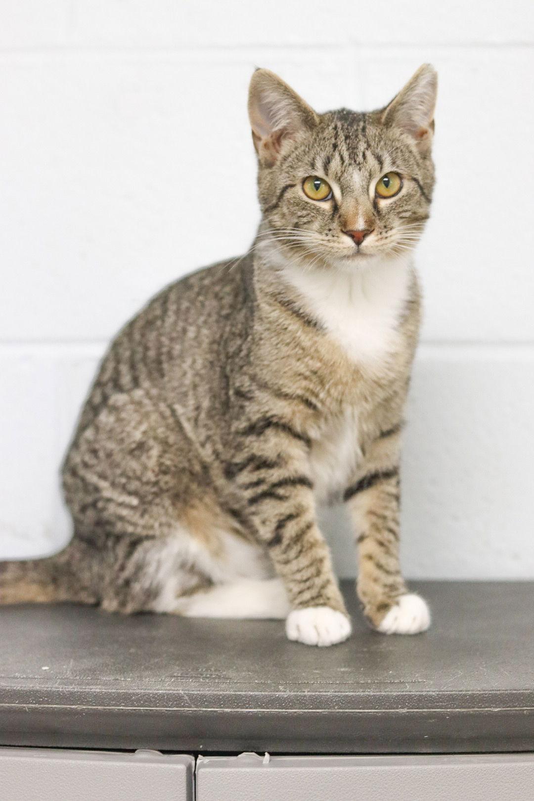 Enlarge Sugar Plum, a Adoptable Domestic Short Hair in Sanford, NC image 3/3