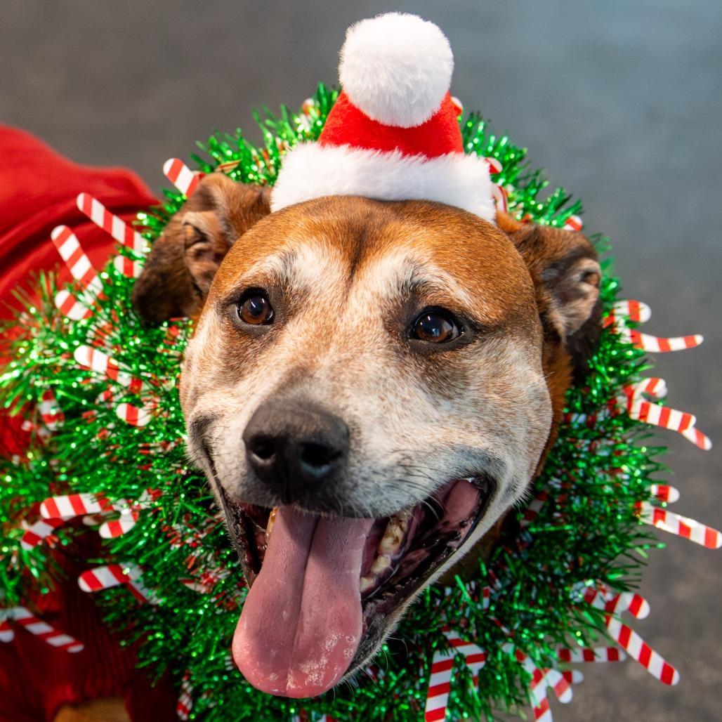 Eddie, Adoptable, Adult Male Mixed Breed.