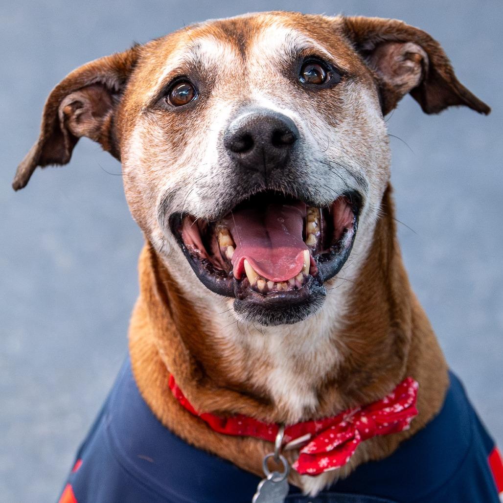 Eddie, Adoptable, Adult Male Mixed Breed.