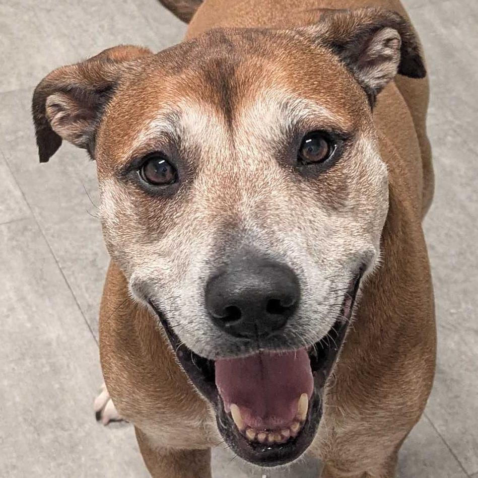 Eddie, Adoptable, Adult Male Mixed Breed.