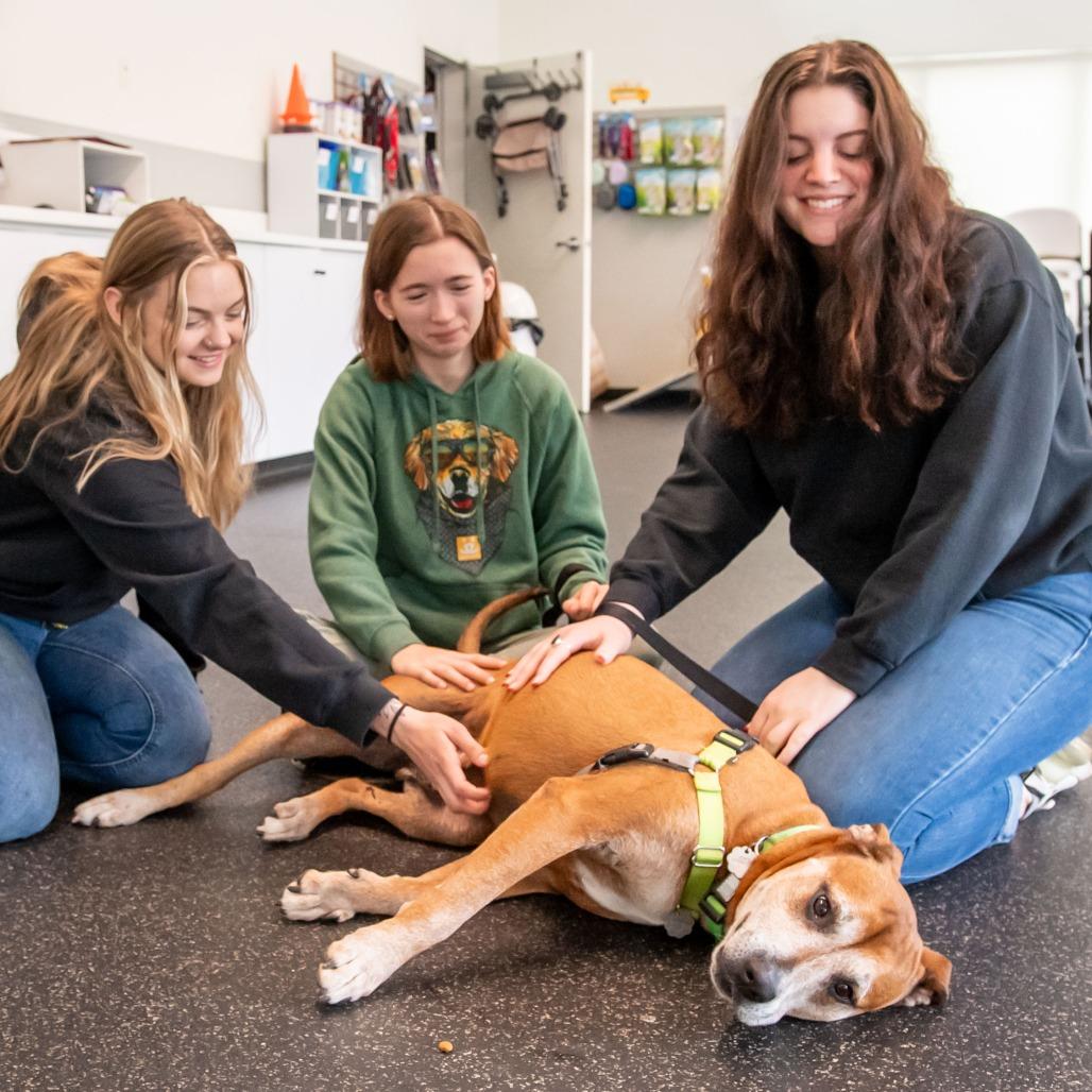 Enlarge Eddie, a Adoptable Mixed Breed in Kennebunk, ME image 2/6