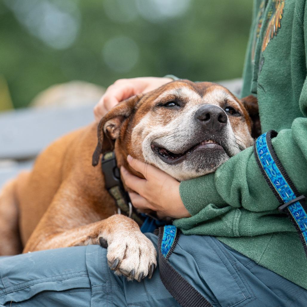 Enlarge Eddie, a Adoptable Mixed Breed in Kennebunk, ME image 3/6