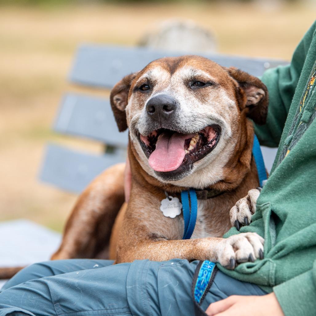 Enlarge Eddie, a Adoptable Mixed Breed in Kennebunk, ME image 4/6