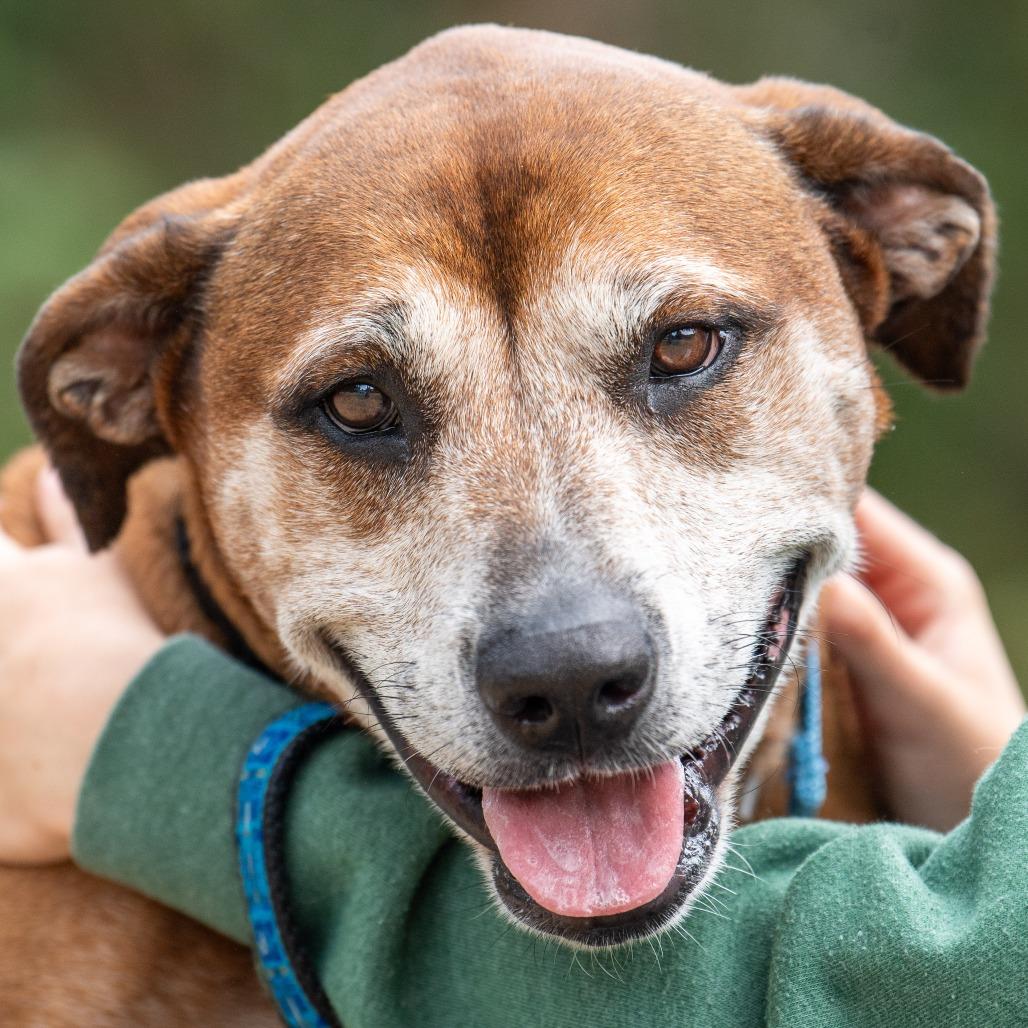 Enlarge Eddie, a Adoptable Mixed Breed in Kennebunk, ME image 4/6
