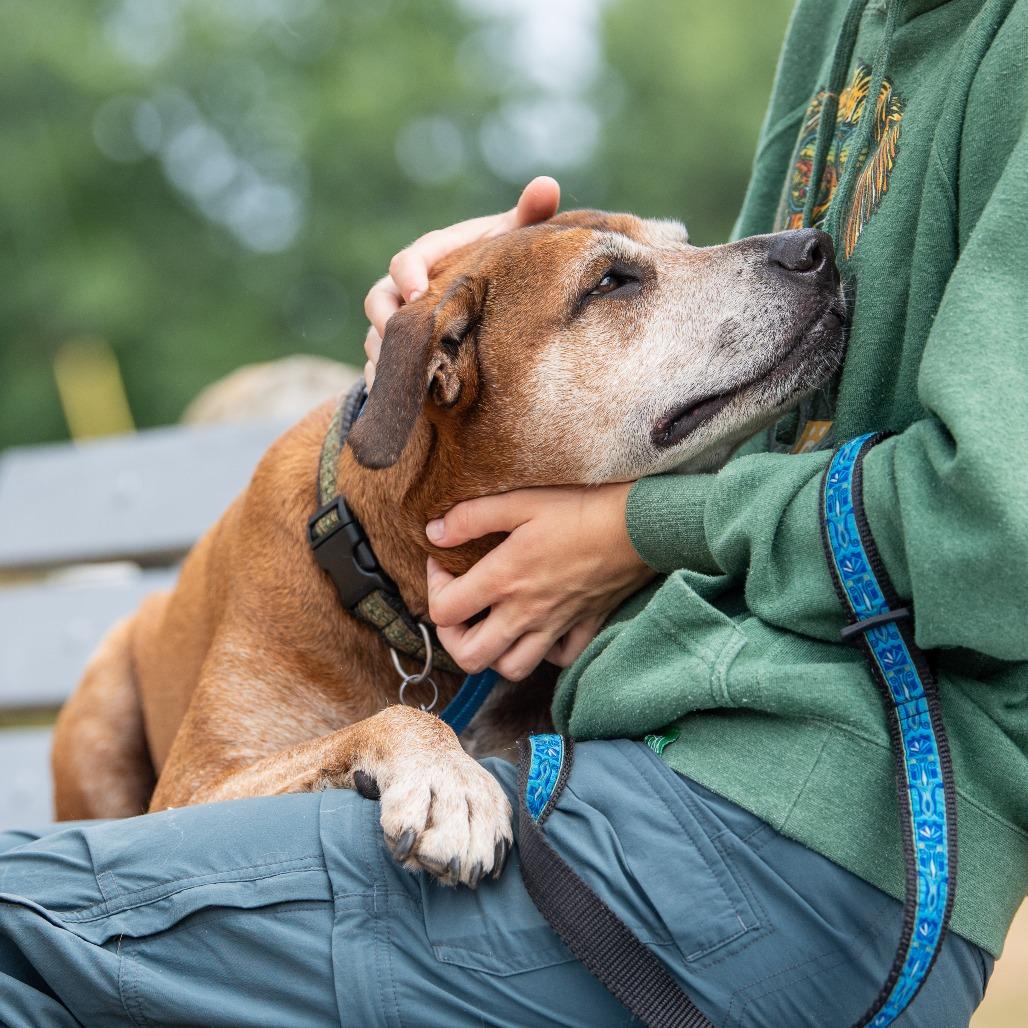 Enlarge Eddie, a Adoptable Mixed Breed in Kennebunk, ME image 5/6