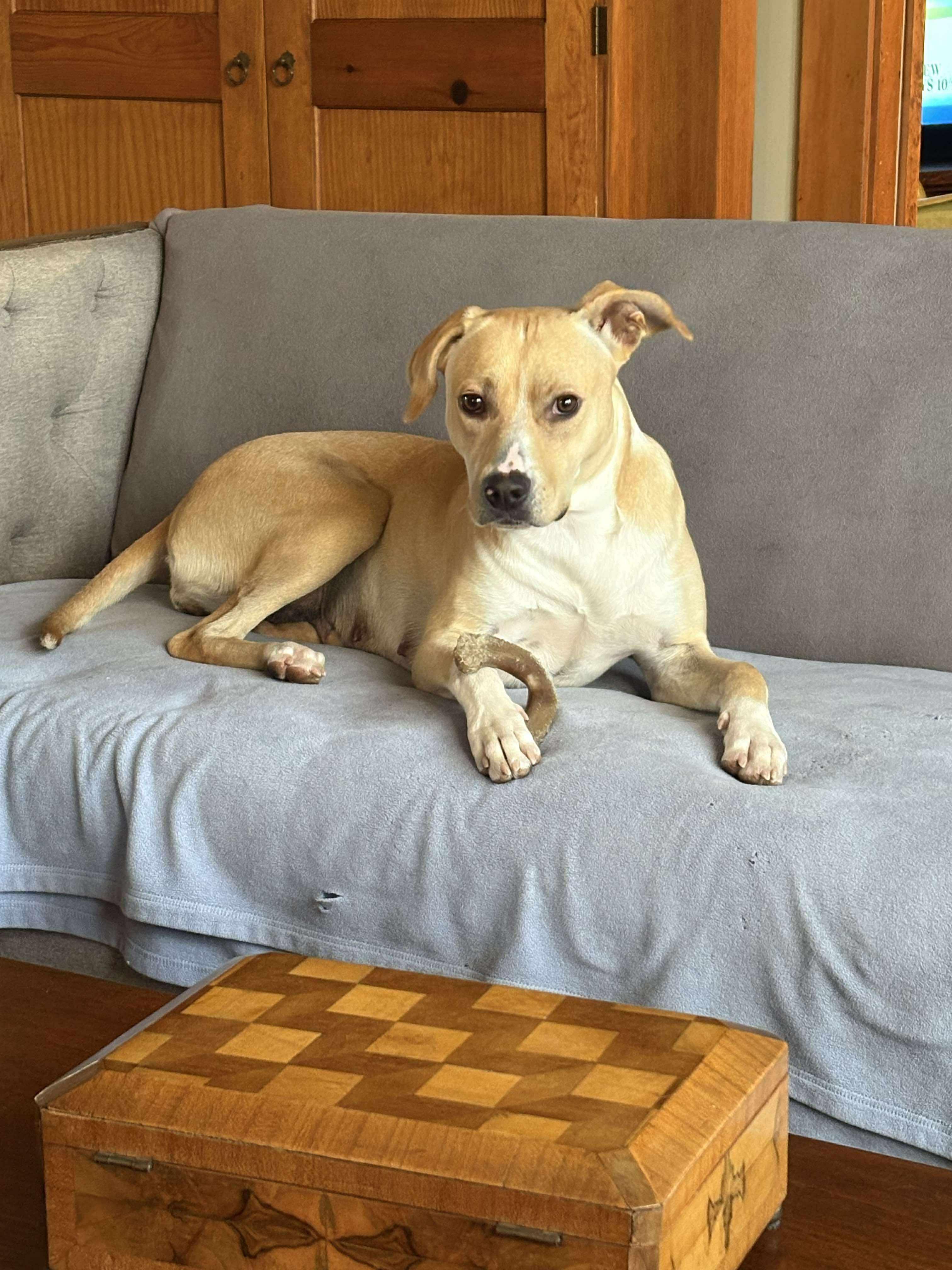 Dolly*  **Adoption Fee Special!**, adoptable, Young Female Yellow Labrador Retriever.