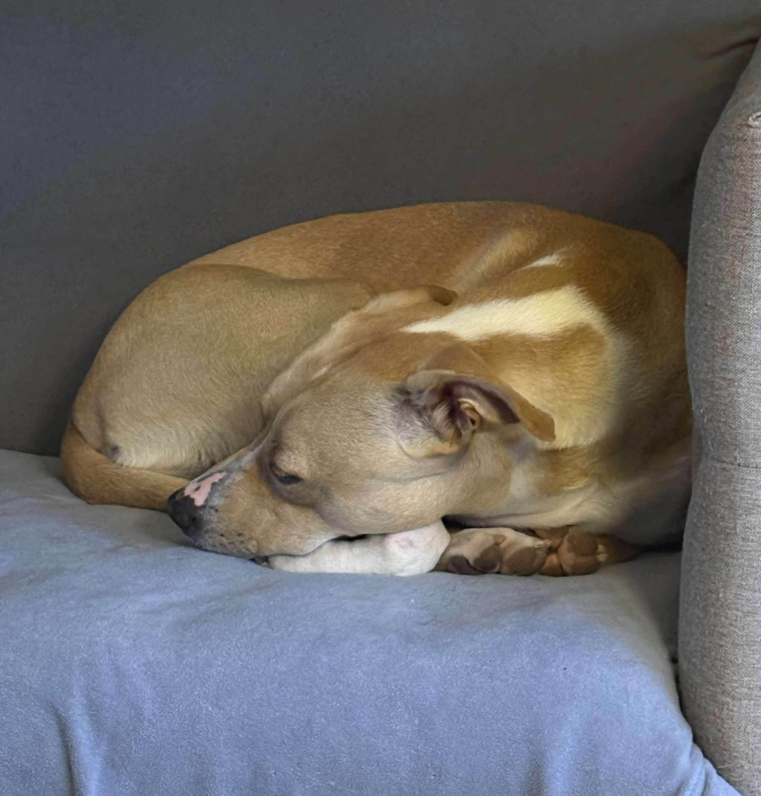 Dolly* **Adoption Fee Special!**, an adoptable mixed breed image 3/6