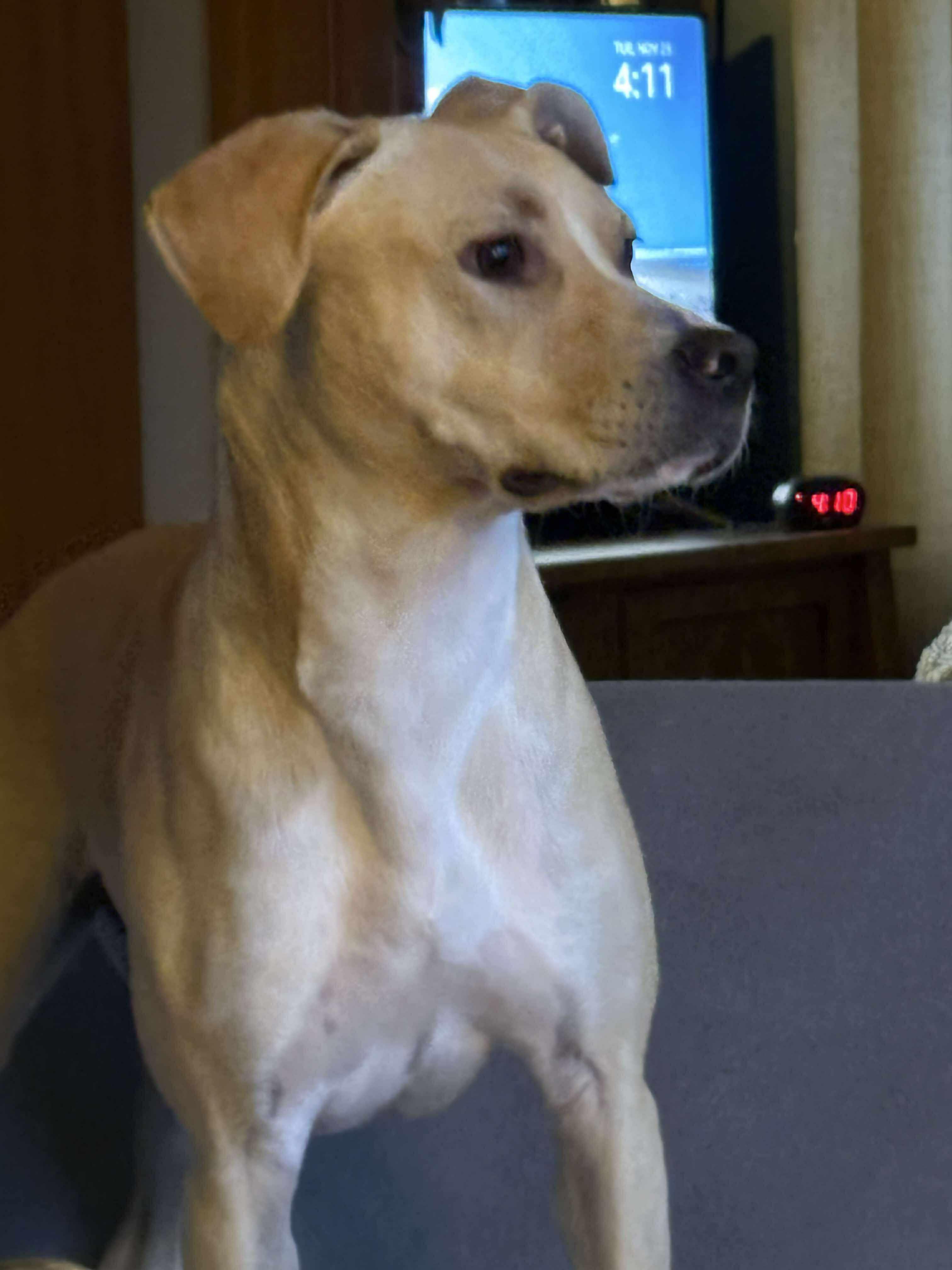 Dolly* **Adoption Fee Special!**, an adoptable mixed breed image 4/6