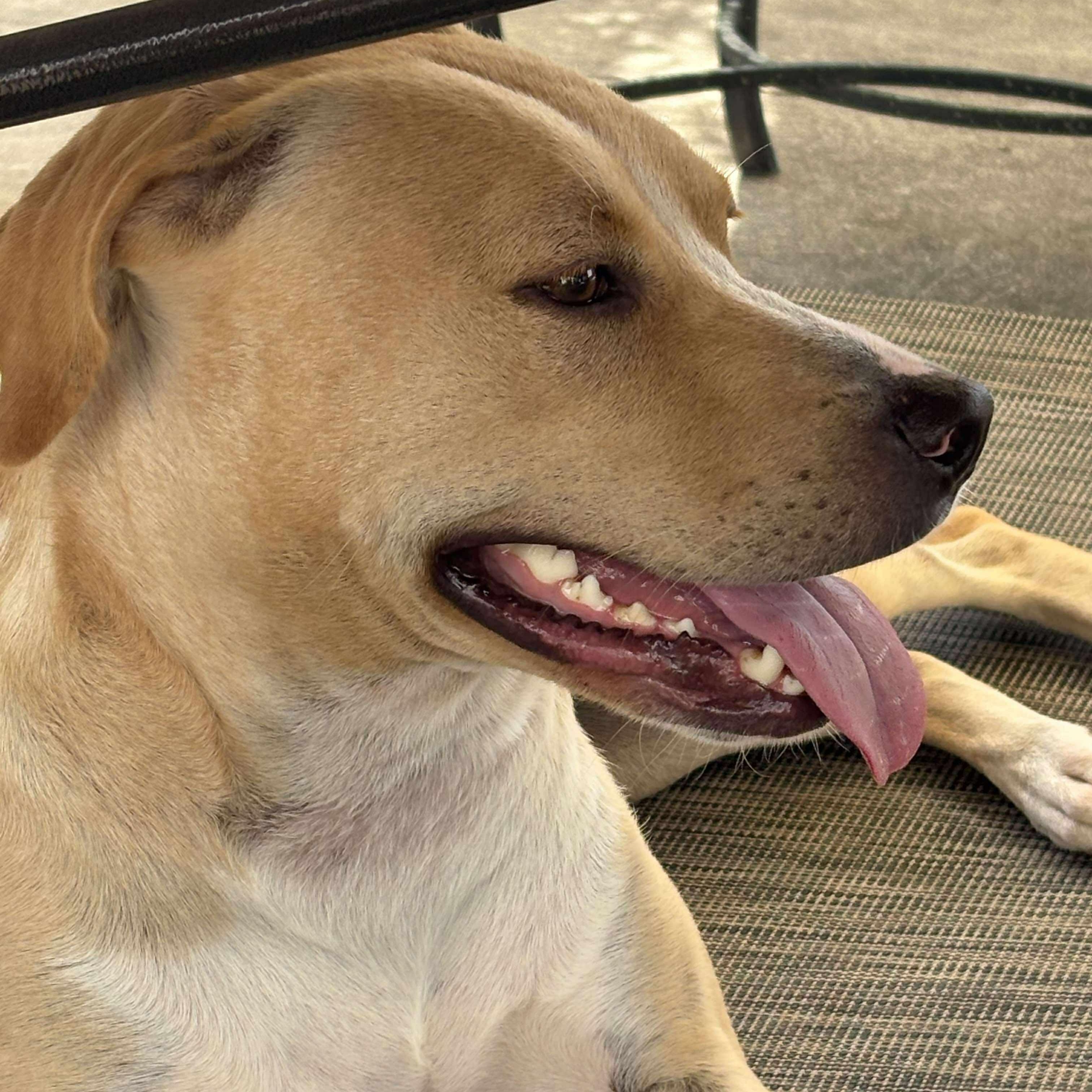 Dolly* **Adoption Fee Special!**, an adoptable mixed breed image 5/6