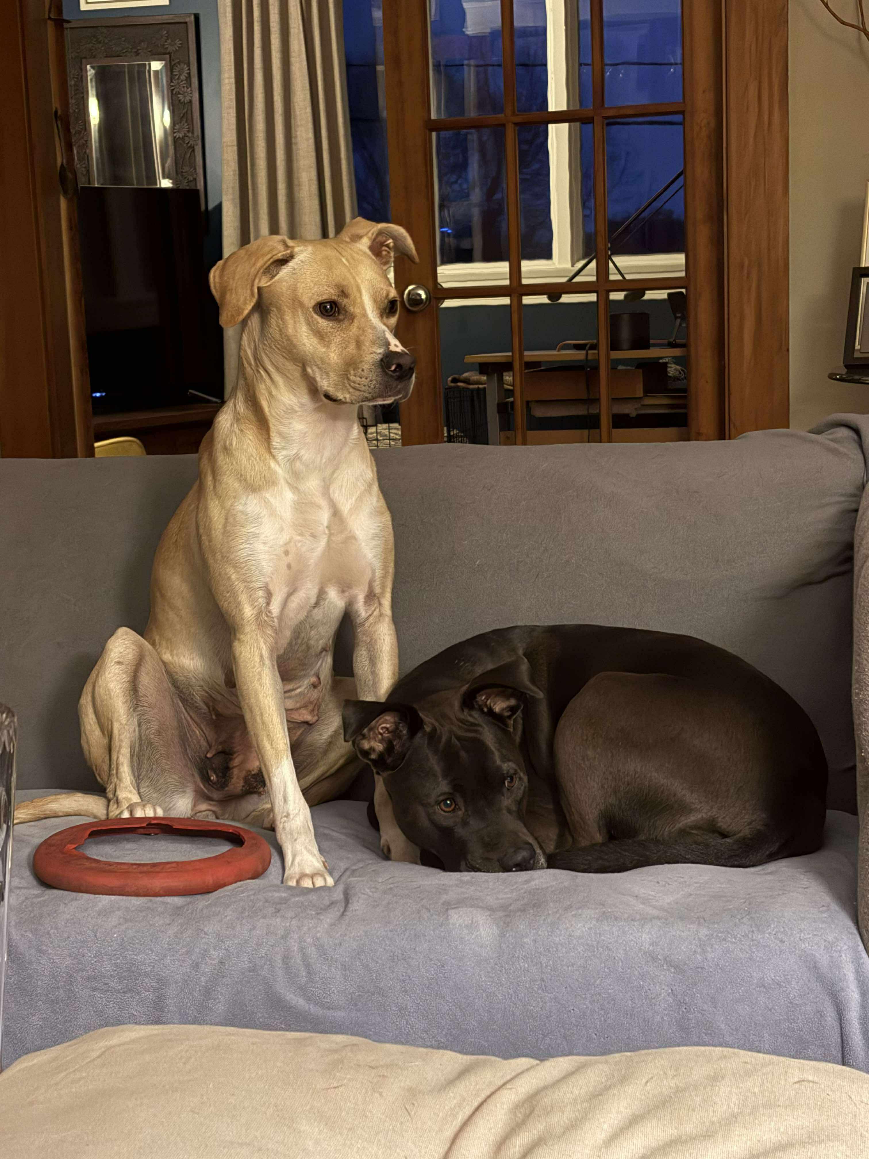 Dolly* **Adoption Fee Special!**, an adoptable mixed breed image 6/6