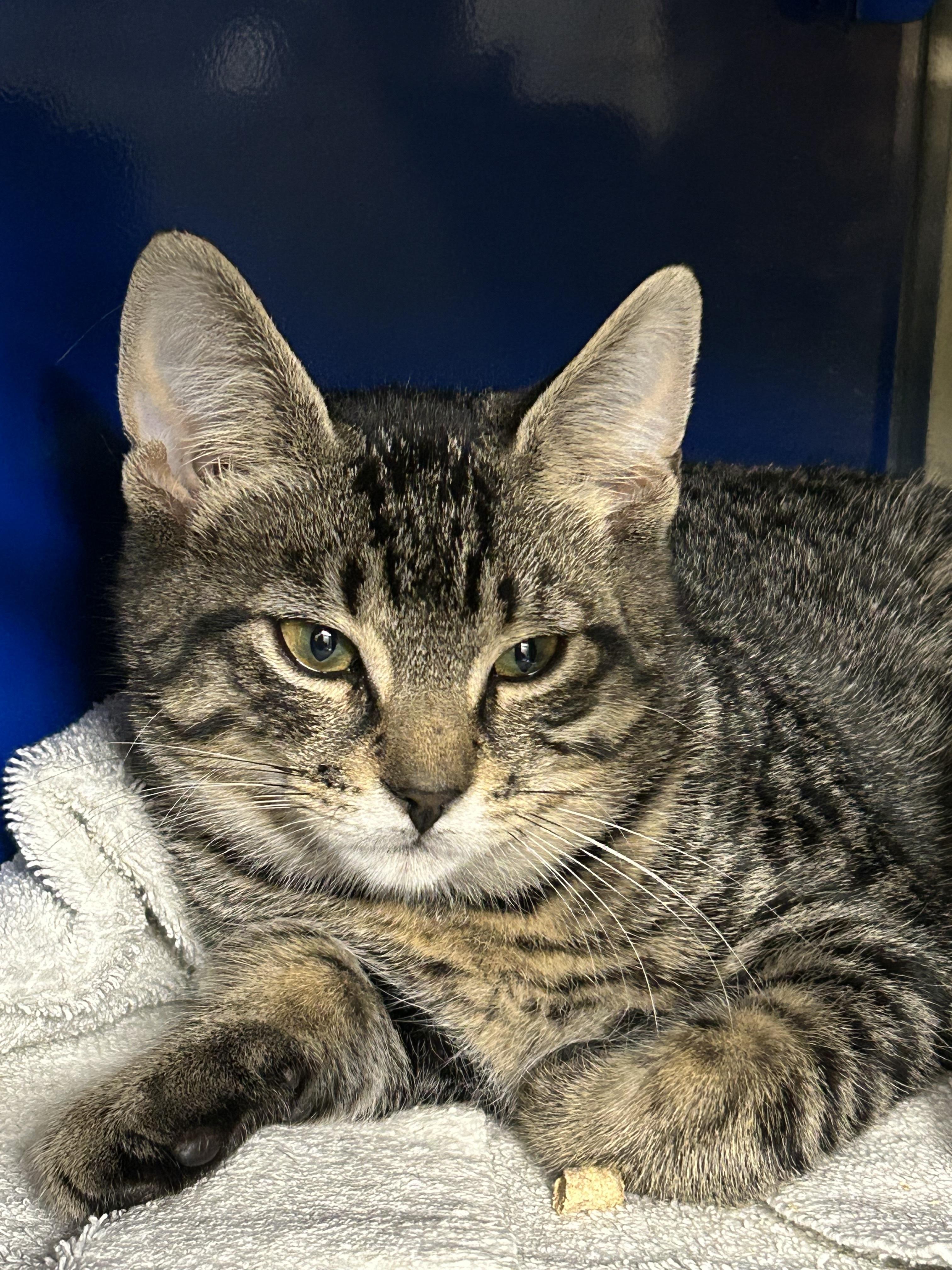 Michael Scott - Regional Manager of the Living Room Couch, Adopted, Kitten Male Domestic Short Hair.
