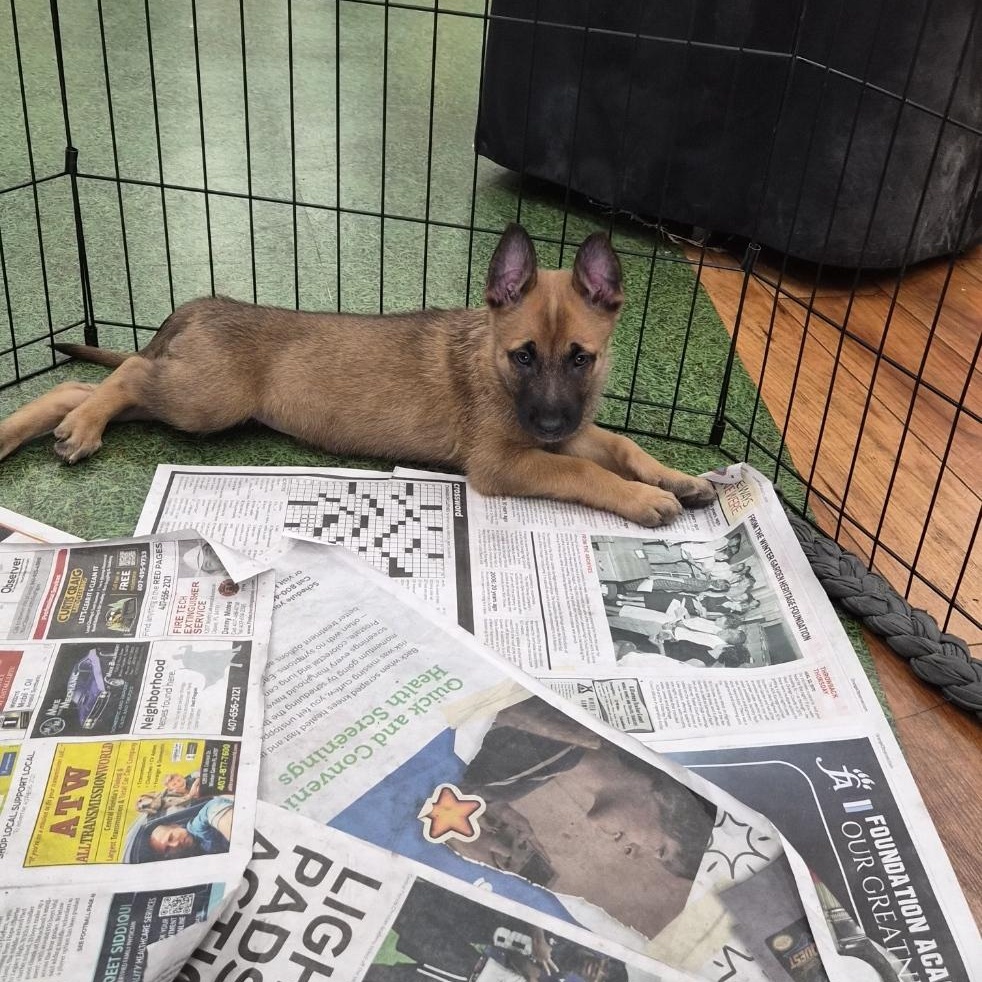 Mechelen, an adoptable Belgian Shepherd / Malinois in Orlando, FL image 2/6