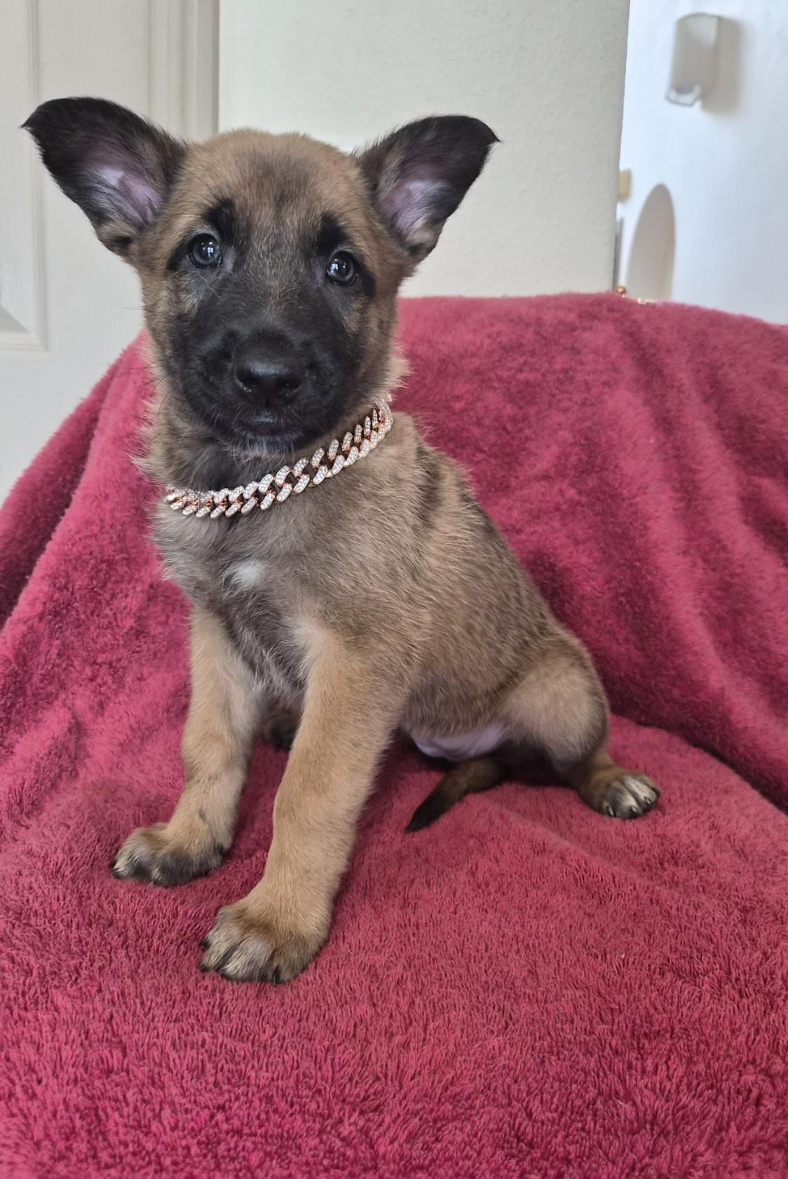 Mechelen, adoptable, Puppy Female Belgian Shepherd / Malinois.