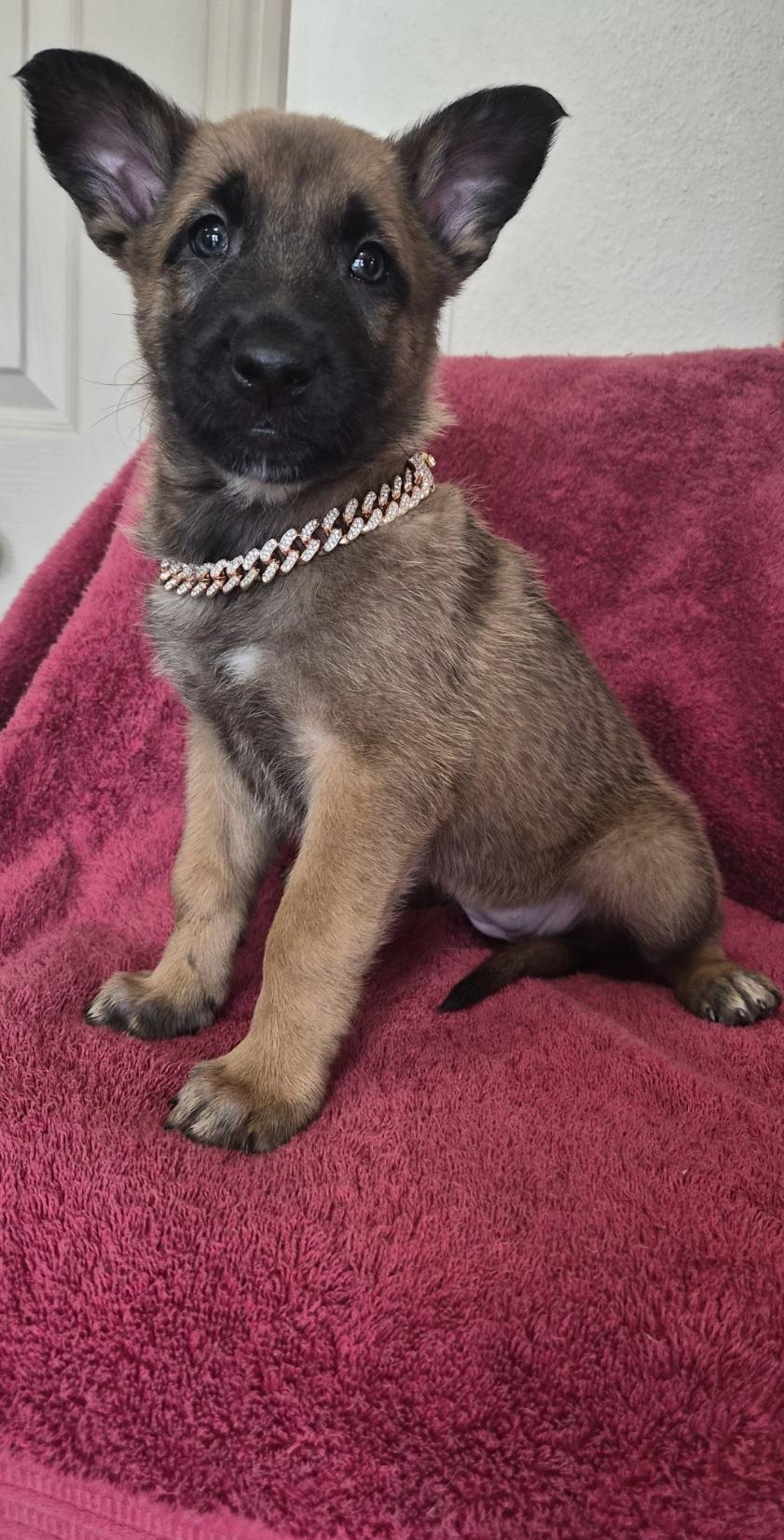 Mechelen, an adoptable Belgian Shepherd / Malinois in Orlando, FL image 5/6