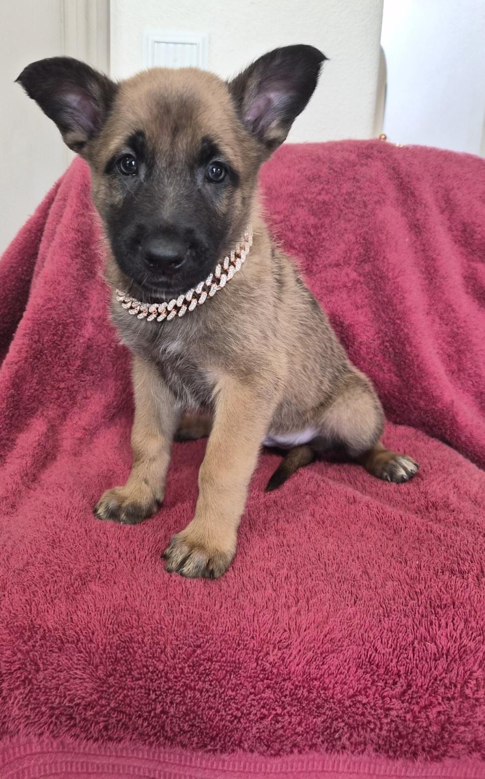 Mechelen, an adoptable Belgian Shepherd / Malinois in Orlando, FL image 4/6