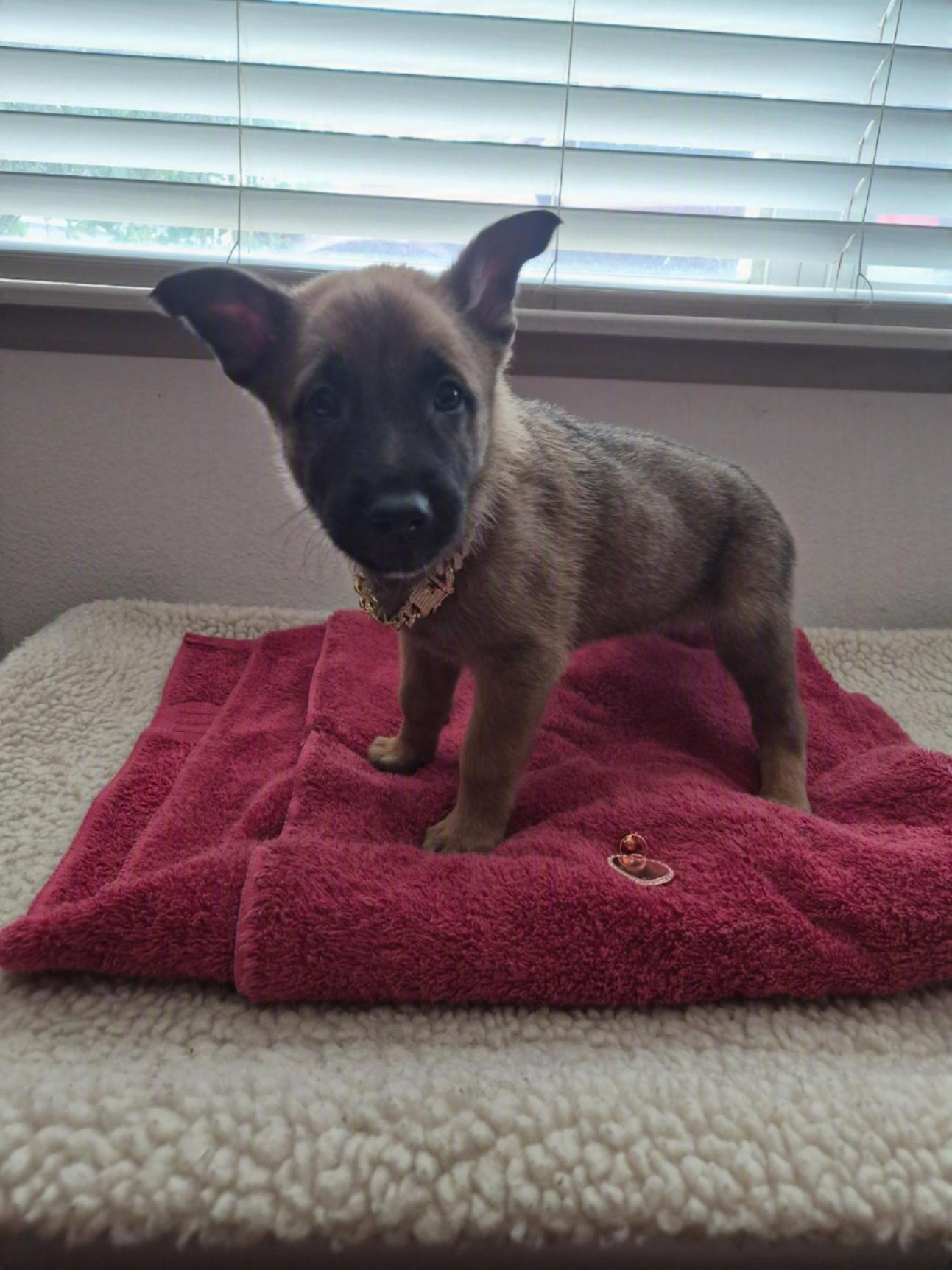 Mechelen, an adoptable Belgian Shepherd / Malinois in Orlando, FL image 6/6