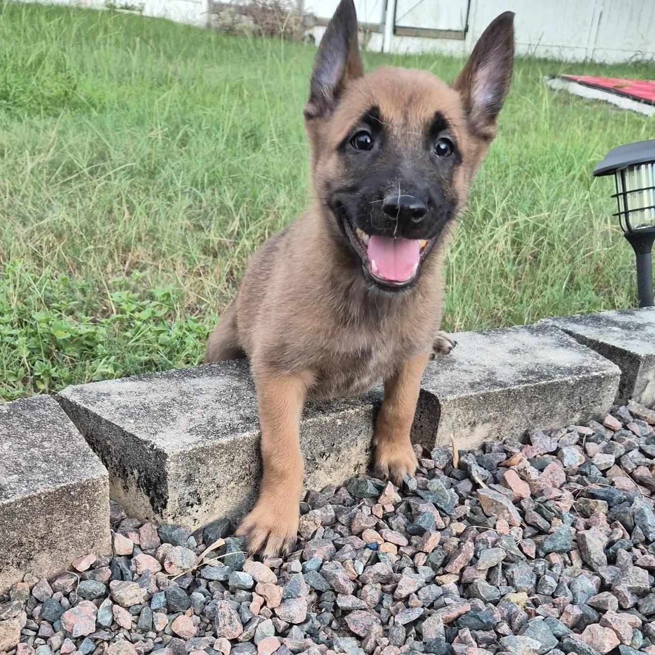 Mechelen, an adoptable Belgian Shepherd / Malinois in Orlando, FL image 3/6