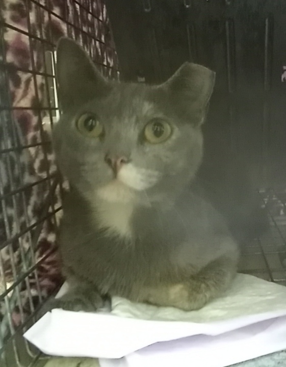 Kiki, Adopted, Adult Female Domestic Short Hair.