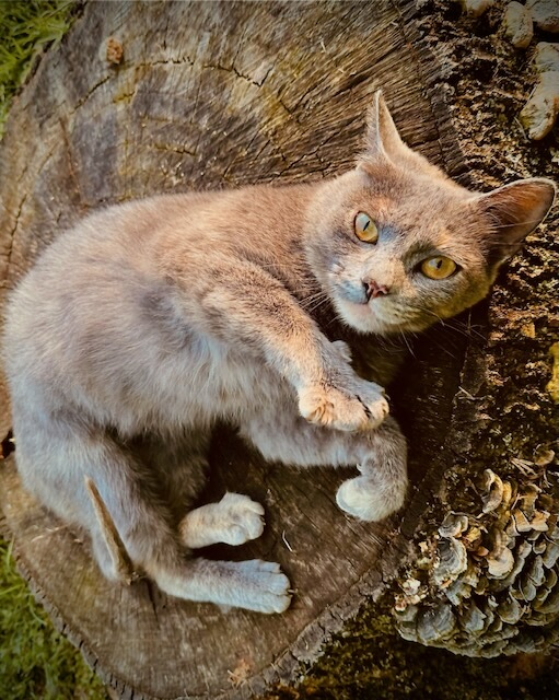Enlarge Kiki, a Adopted Domestic Short Hair in Cookeville, TN image 3/6
