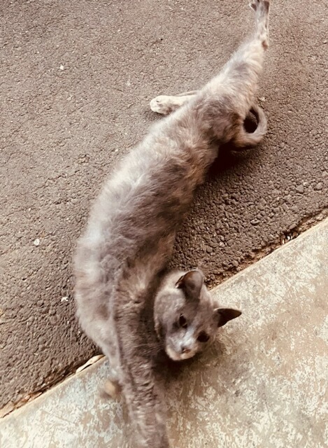 Enlarge Kiki, a Adopted Domestic Short Hair in Cookeville, TN image 4/6