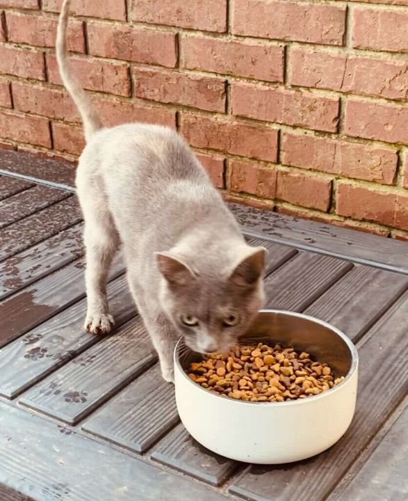 Enlarge Kiki, a Adopted Domestic Short Hair in Cookeville, TN image 5/6