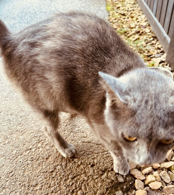 Enlarge Kiki, a Adopted Domestic Short Hair in Cookeville, TN image 6/6