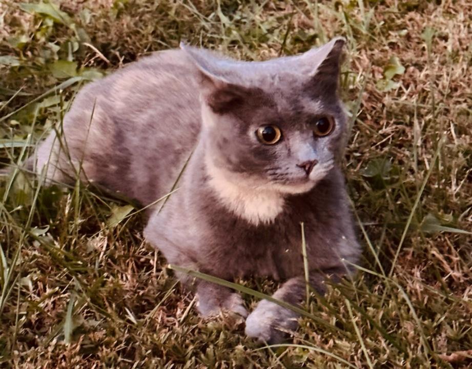 Enlarge Kiki, a Adopted Domestic Short Hair in Cookeville, TN image 2/6