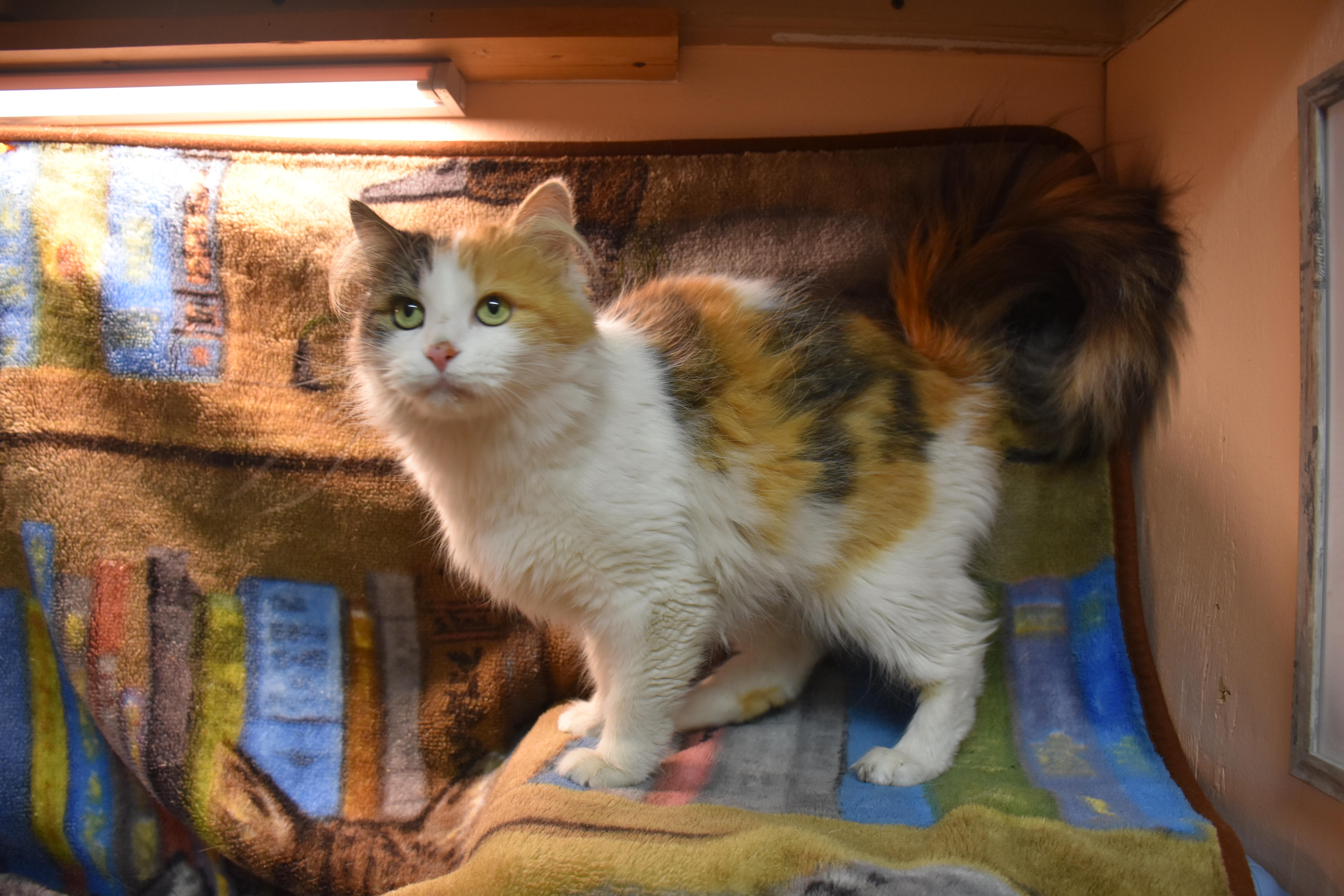 Enlarge Princess, a ADOPTABLE Domestic Medium Hair in North Judson, IN image 1/1