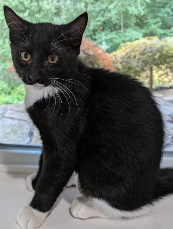 Bibbity, Adoptable, Young Female Domestic Short Hair.