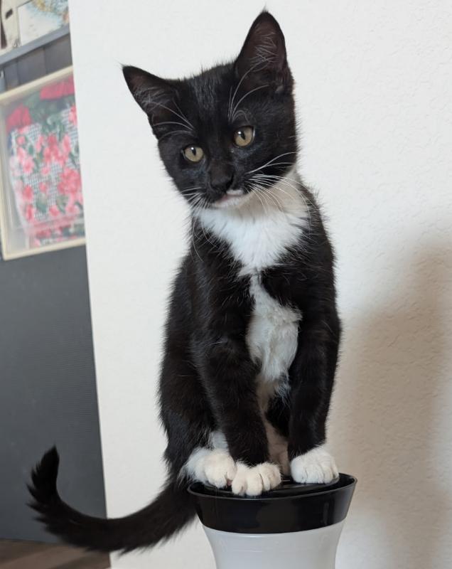 Enlarge Bibbity, a Adoptable Domestic Short Hair in Arlington, WA image 2/2