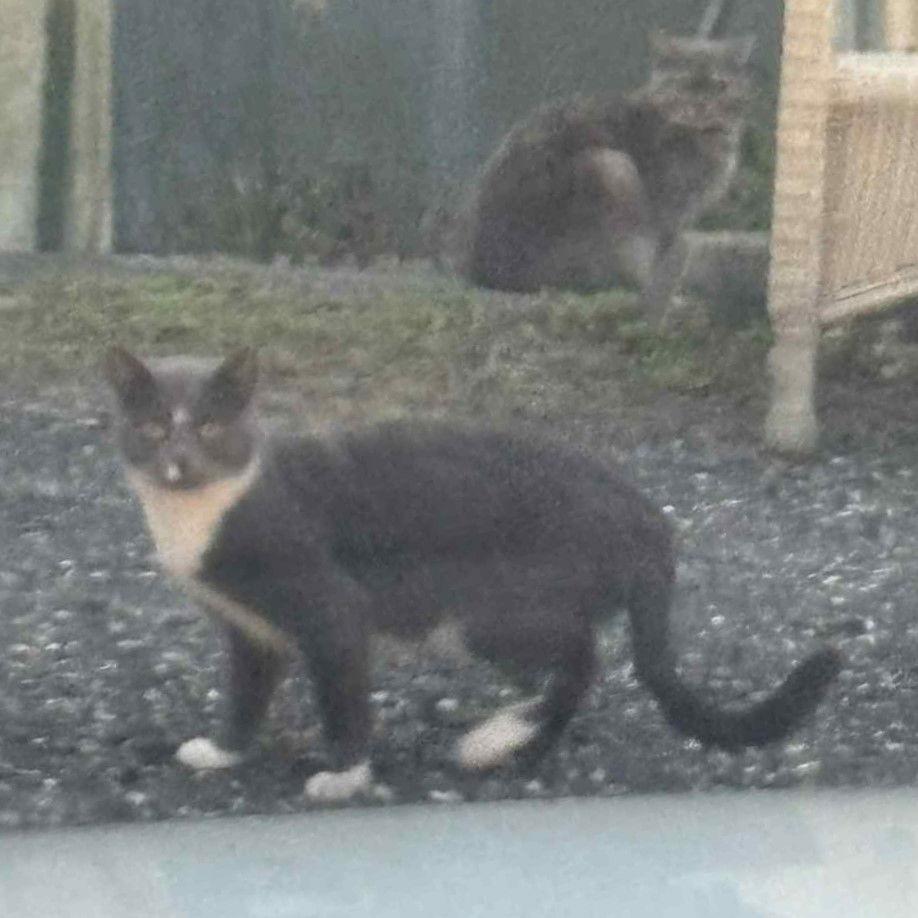 Tina Marie (Courtesy), a Adoptable American Shorthair in Pikesville, MD image 2/2