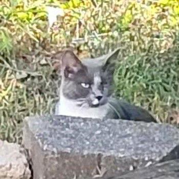 Tina Marie (Courtesy), Adoptable, Adult Female American Shorthair.