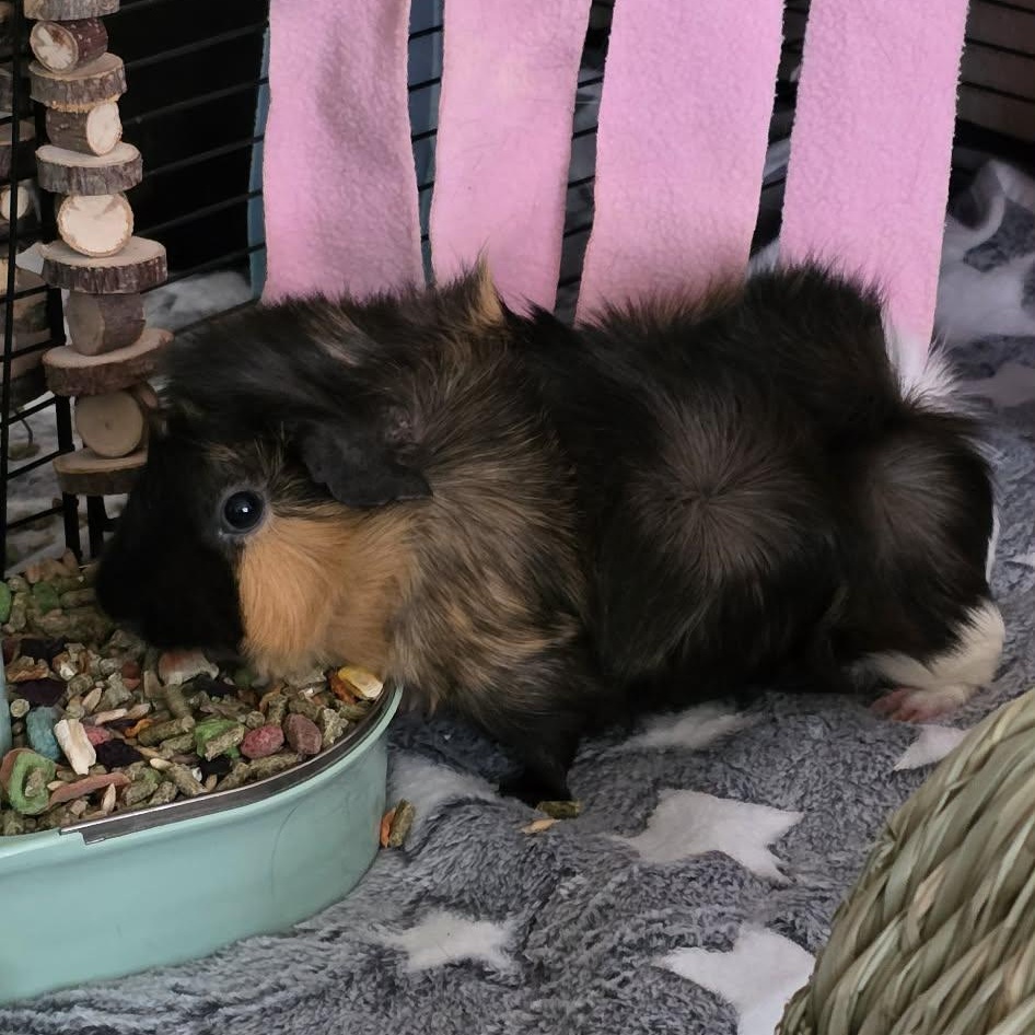Mary and Eleanor, a Adoptable Guinea Pig in Phoenix, AZ image 4/6
