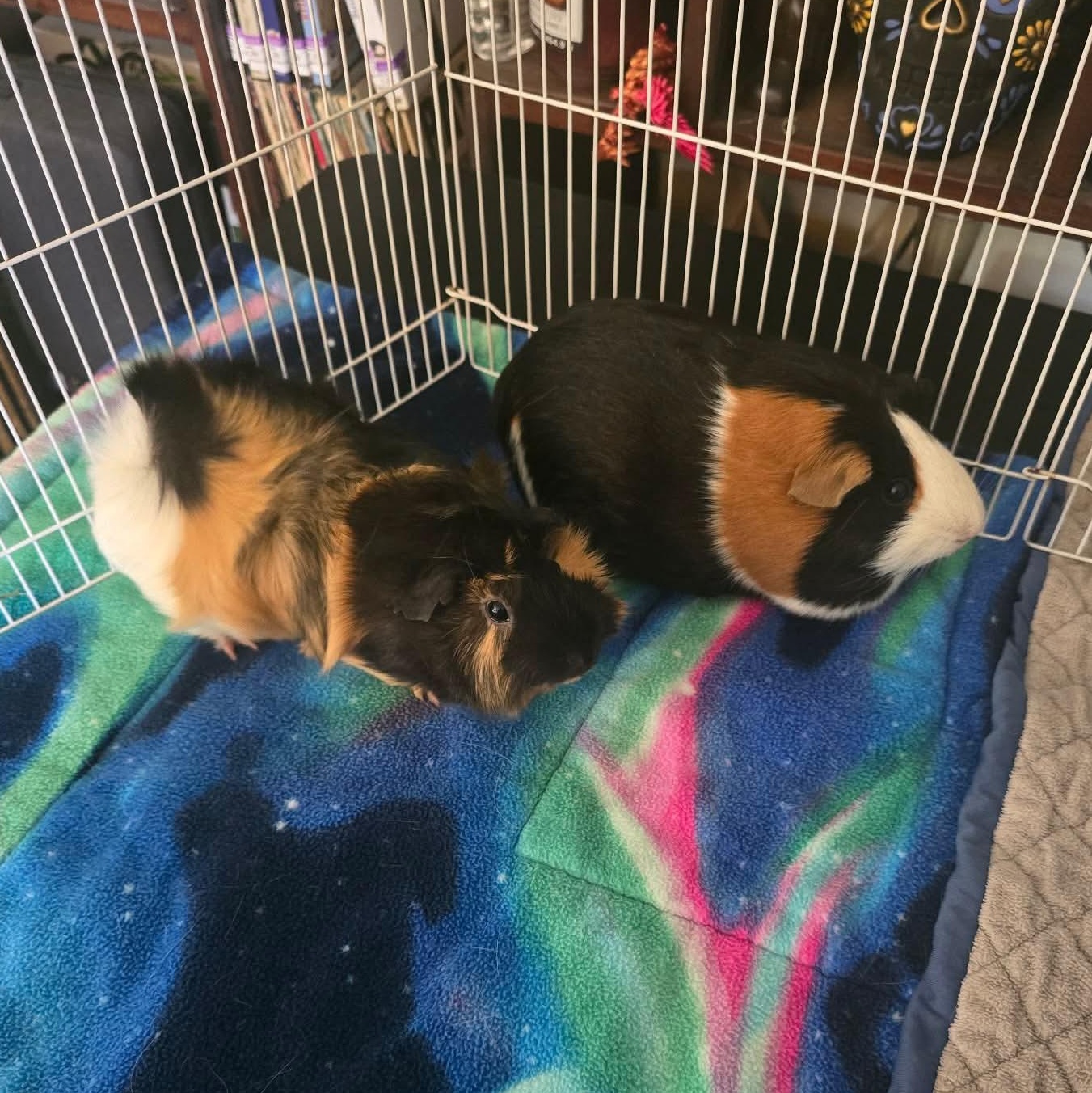Mary and Eleanor, a Adoptable Guinea Pig in Phoenix, AZ image 2/6