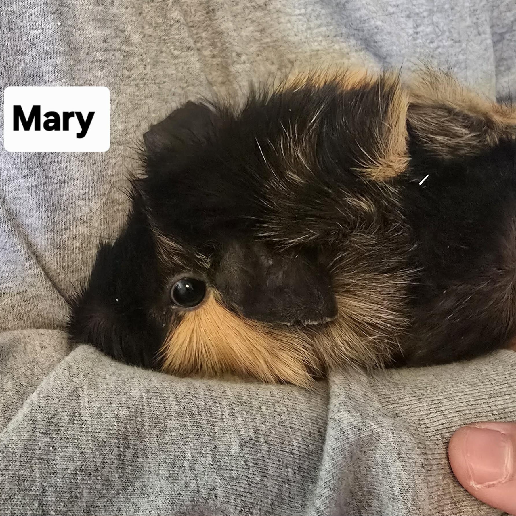 Mary and Eleanor, a Adoptable Guinea Pig in Phoenix, AZ image 3/6