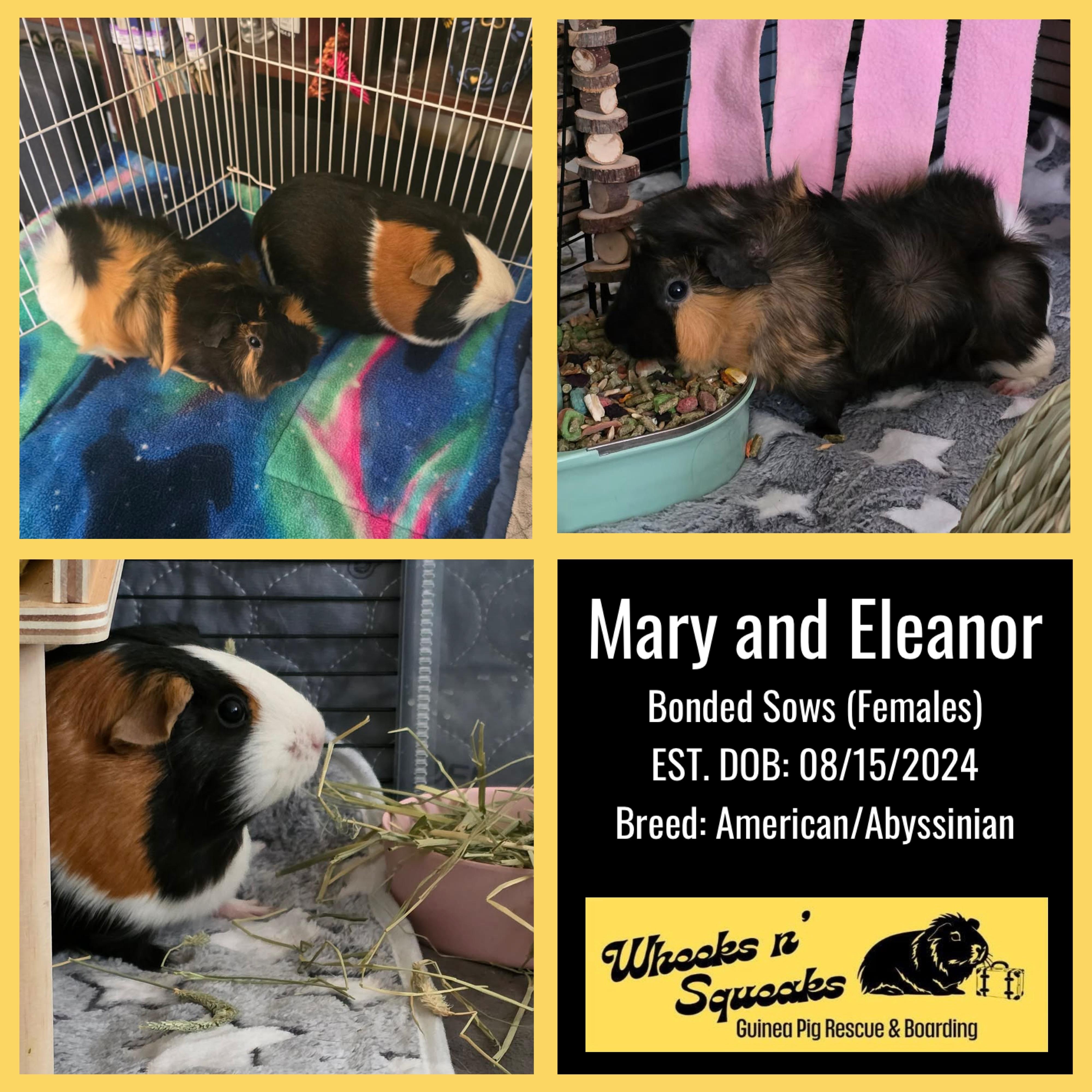 Mary and Eleanor, Adoptable, Adult Female Guinea Pig.