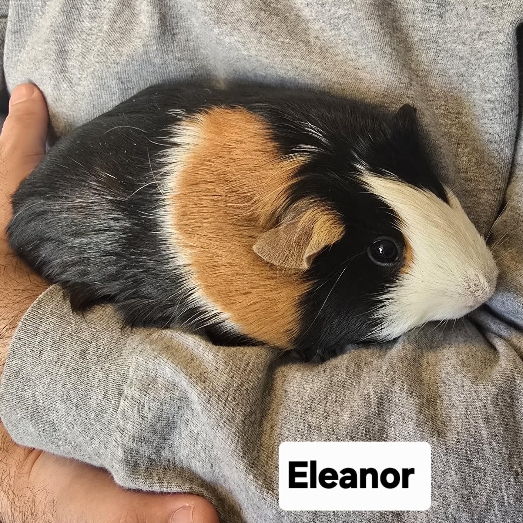 Mary and Eleanor, a Adoptable Guinea Pig in Phoenix, AZ image 5/6