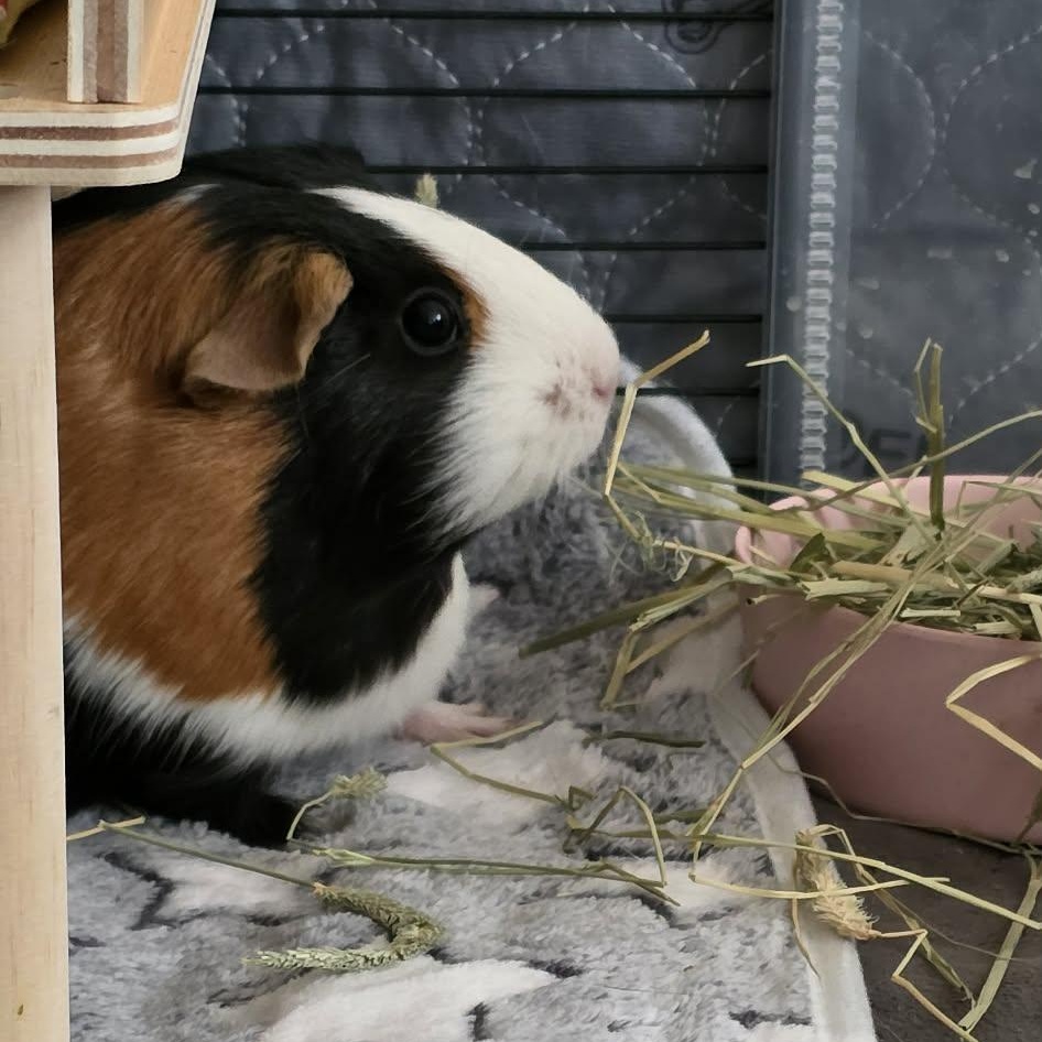 Mary and Eleanor, a Adoptable Guinea Pig in Phoenix, AZ image 6/6