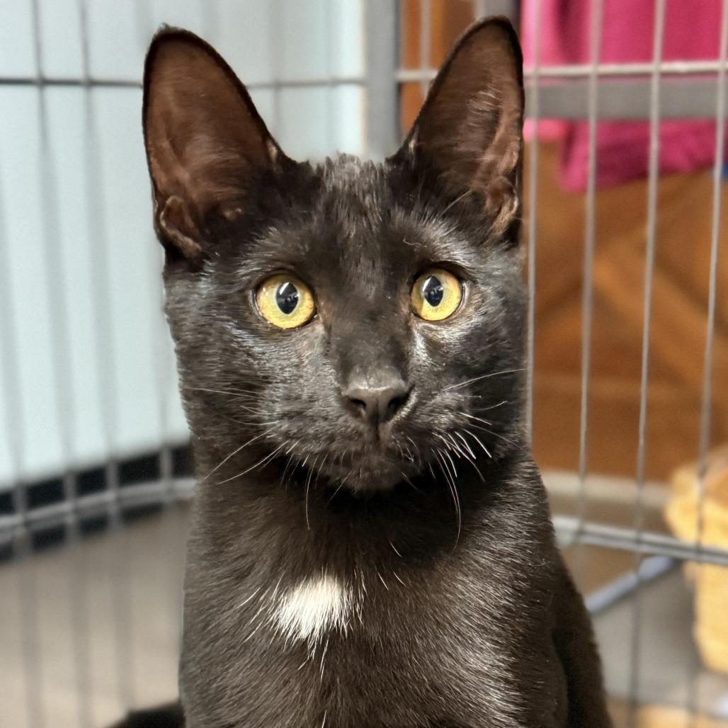 Dave the Magical Cheese Wizard, Adoptable, Kitten Male Domestic Short Hair.