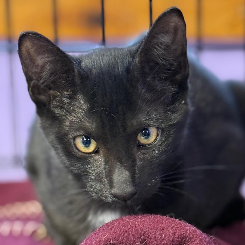 Enlarge Dave the Magical Cheese Wizard, a Adoptable Domestic Short Hair in Redwood Valley, CA image 1/2