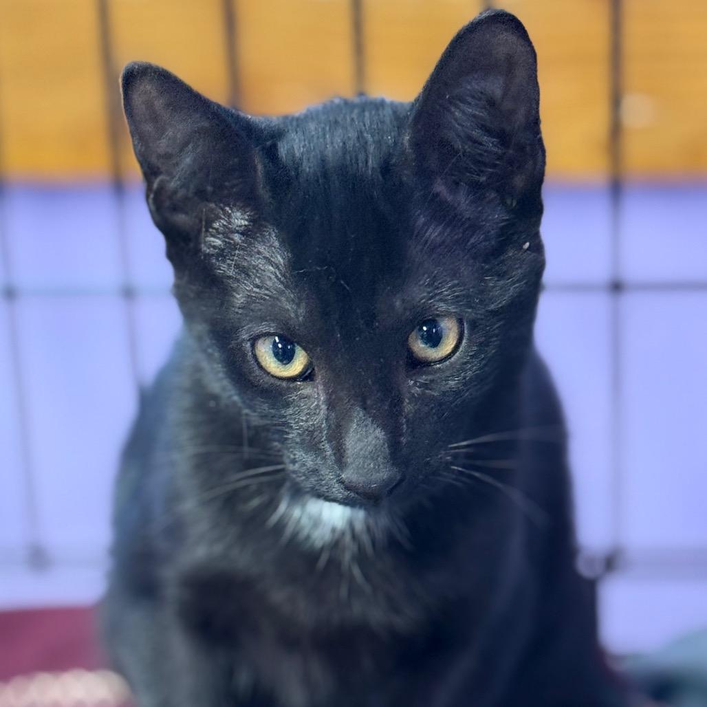 Enlarge Dave the Magical Cheese Wizard, a Adoptable Domestic Short Hair in Redwood Valley, CA image 2/2